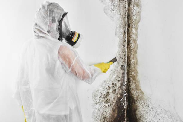 Best Black Mold Remediation in Charlotte, TX