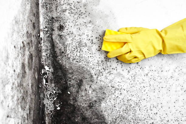 Best Insurance-Related Mold Remediation in Charlotte, TX