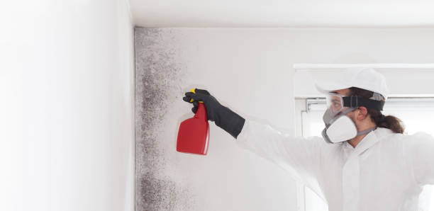 Best White Mold Remediation in Charlotte, TX