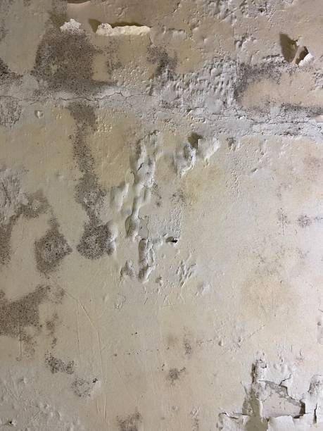 Best Emergency Mold Remediation in Charlotte, TX