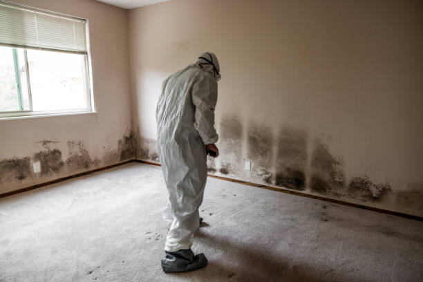 Best DIY Mold Remediation Support Services in Charlotte, TX