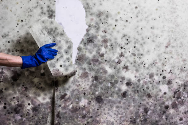 Best Health and Safety Mold Remediation in Charlotte, TX